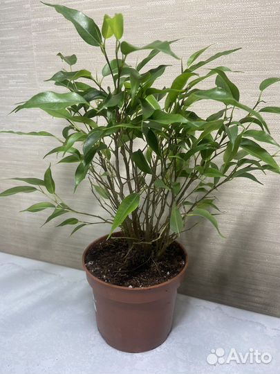 Фикусы,сансевиерия,аглаонема