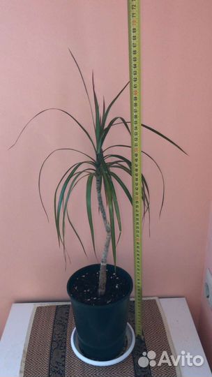 Драцена Маргината