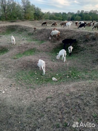 Козлики на мяса