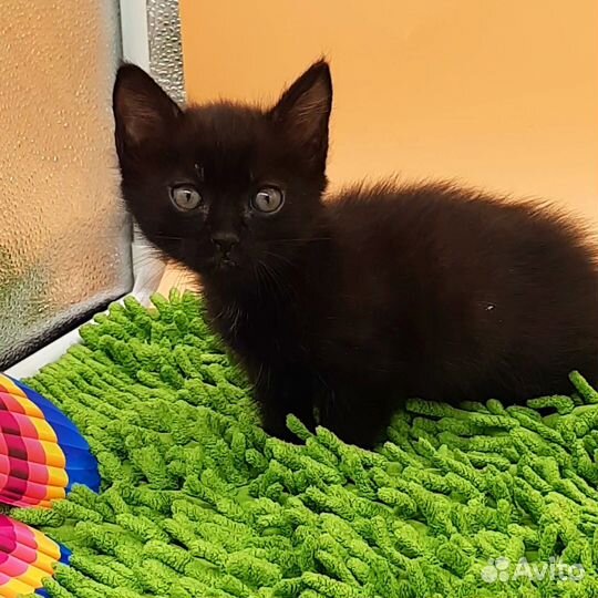 Кошечка манчкин стандарт