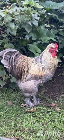 Петухи и куры