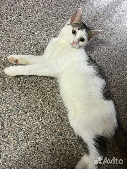 Ласковый котенок в добрые руки