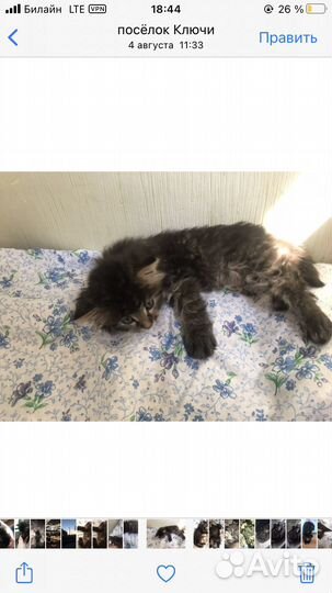 Котенок