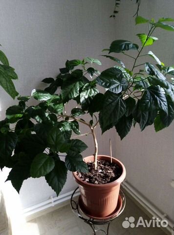 Гибискус китайская роза