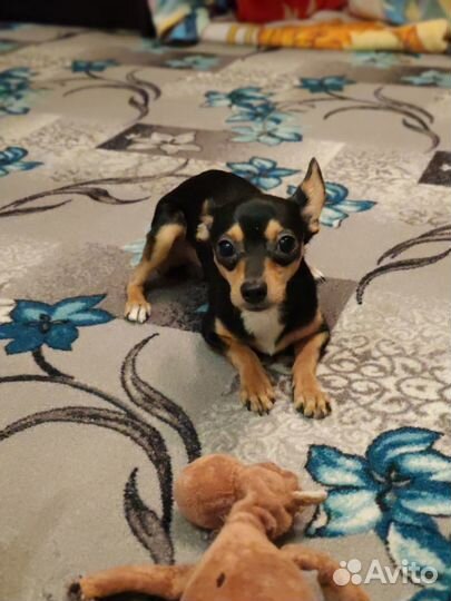 Вязка той-терьер мальчик