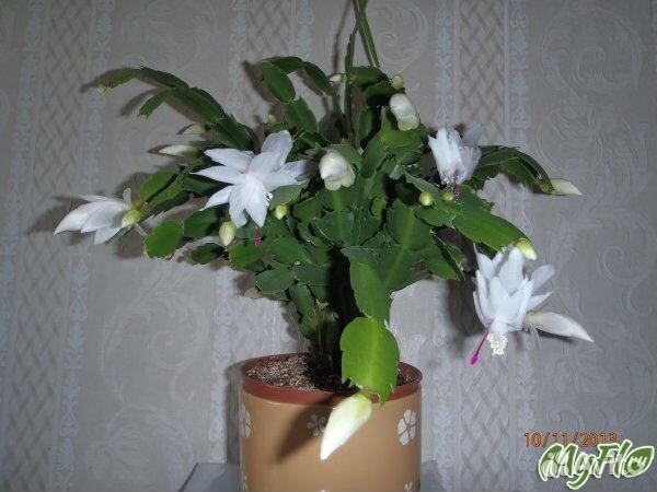 Декабристы