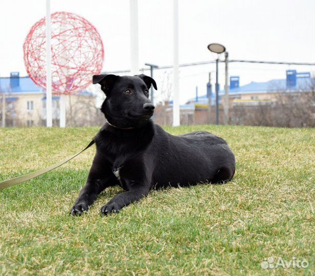 Собака Дюна