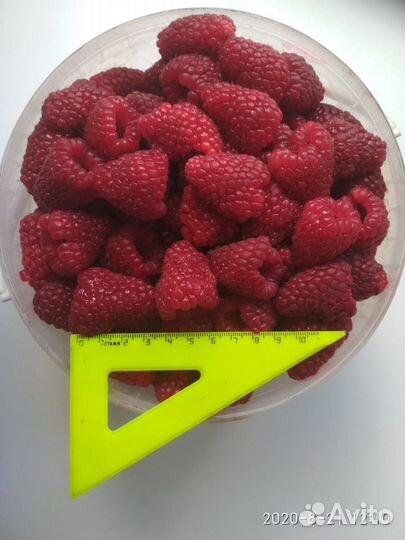 Туи, яблони, груши, сливы, вишни, крыжовник и др