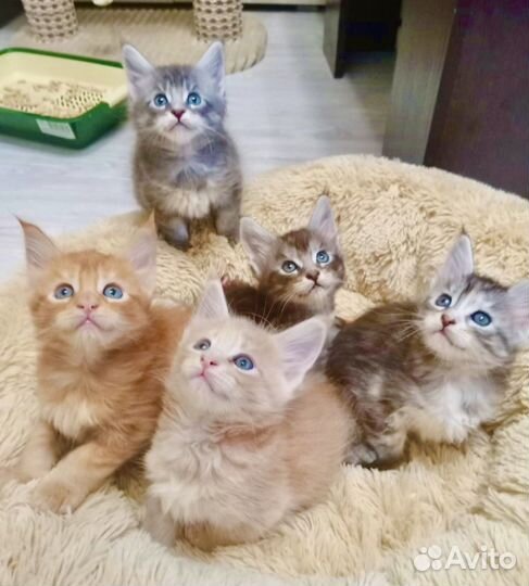 Котята породы Мейн-кун