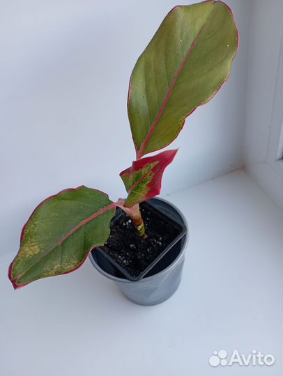 Аглаонема Аврора