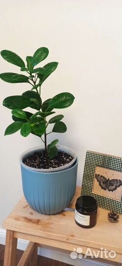 Фикус Микрокарпа (Моклейм)