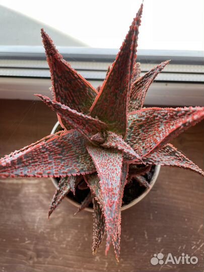 Суккуленты