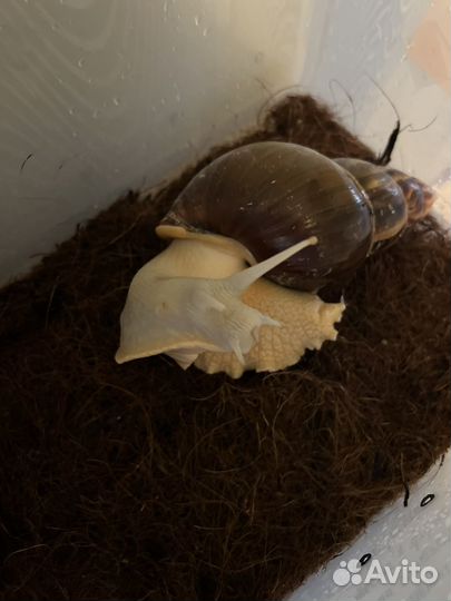 Улитки ахатины