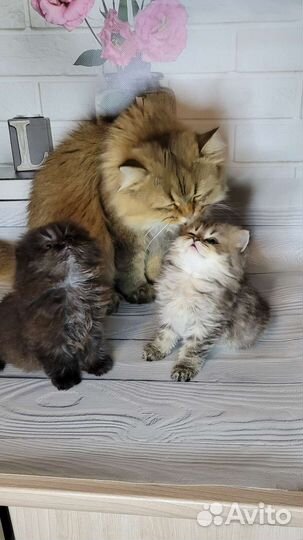 Шотландцы котята-лучший подарок ребёнку и девушке