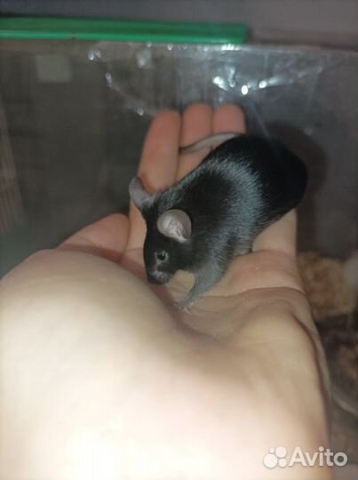 Сатиновые мыши