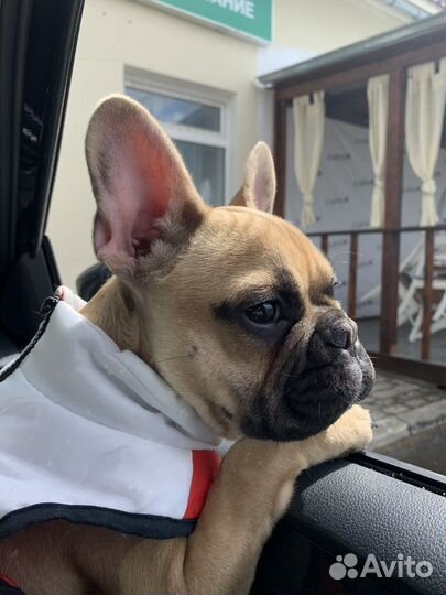 Французский бульдог 1,5 года