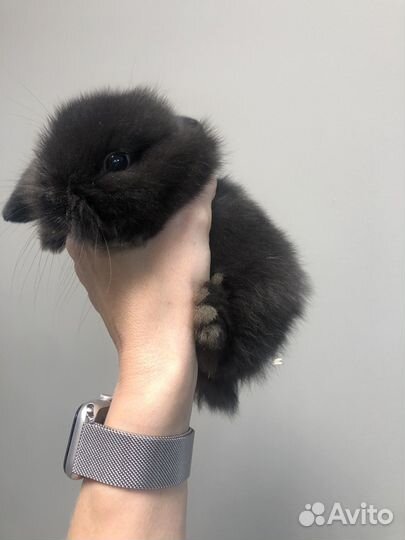 Кролик декоративный