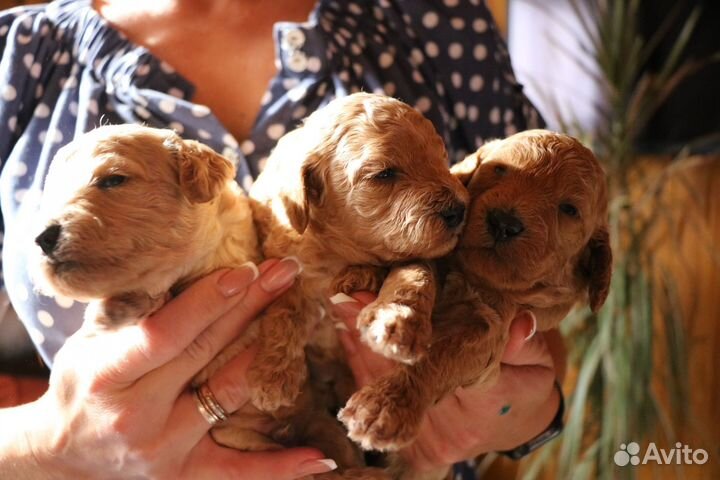 Мальтипу.резервирование