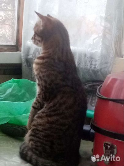 Кошки в добрые руки