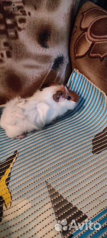 Морские свинки