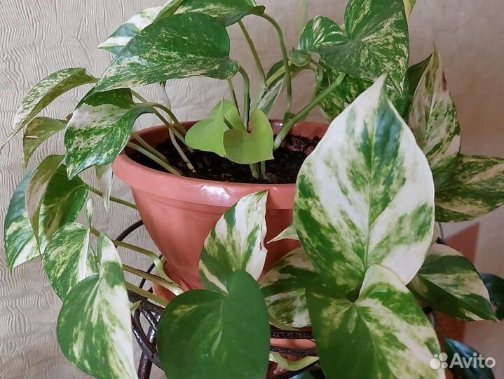 Эпипремнум Ауреум