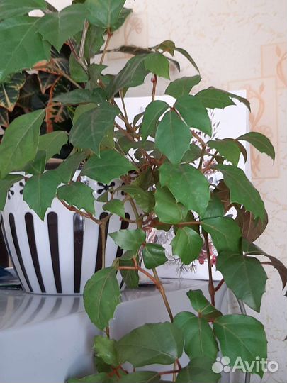 Циссус березка