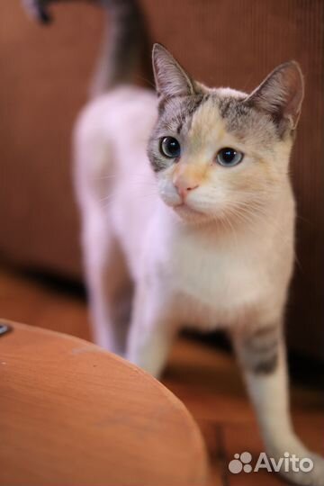 Красивая ласковая кошка ищет дом