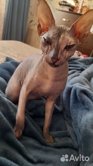 Донской сфинкс