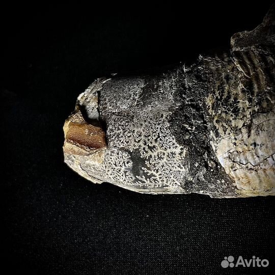 Аммонит гетероморфный окаменелость ископаемое