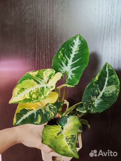 Сингониум яичница, Scrambled Eggs