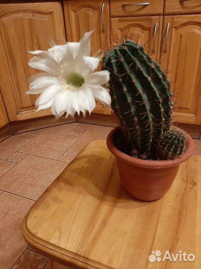 Кактус цветущий
