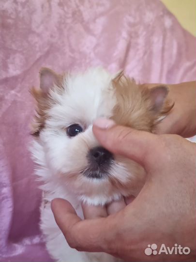 Голдаст йорк