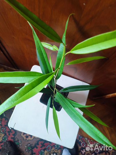 Фикус Бенджамина али