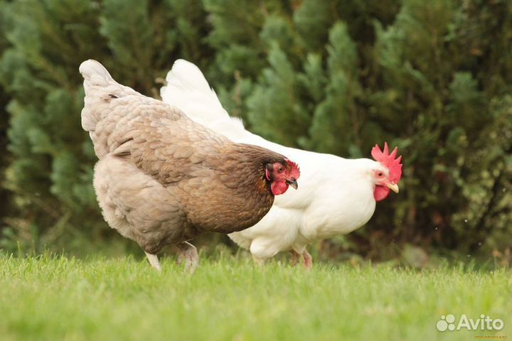 Вахта в Крым / Маркировщик