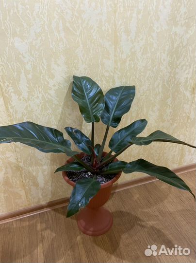 Филодендрон imperial ред