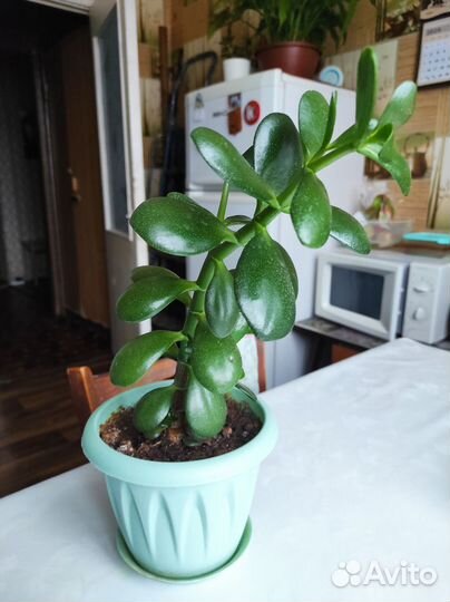 Денежное дерево толстянка