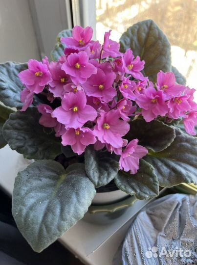 Фиалка розовая. Сенполия розовая. Рассада