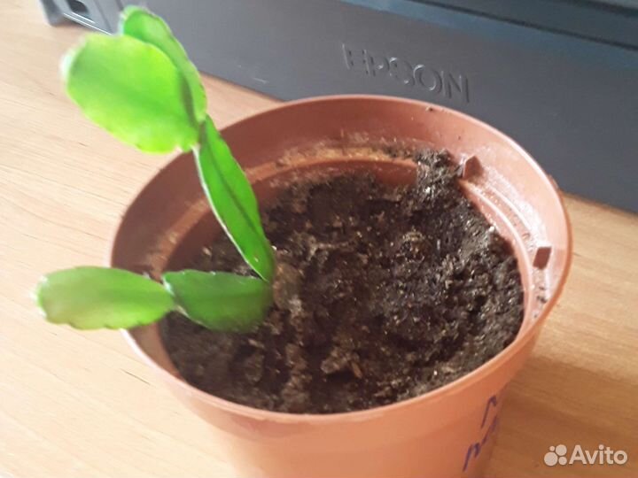 Декабрист - Рипсалидопсис