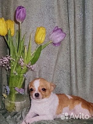 Супер мини чихуахуа вязка