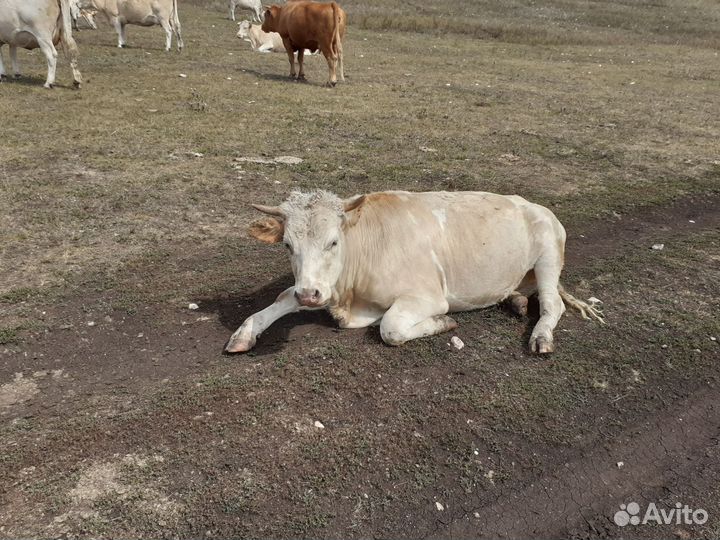 Корова,телки,телята
