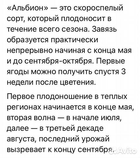 Рассада клубники Альбион