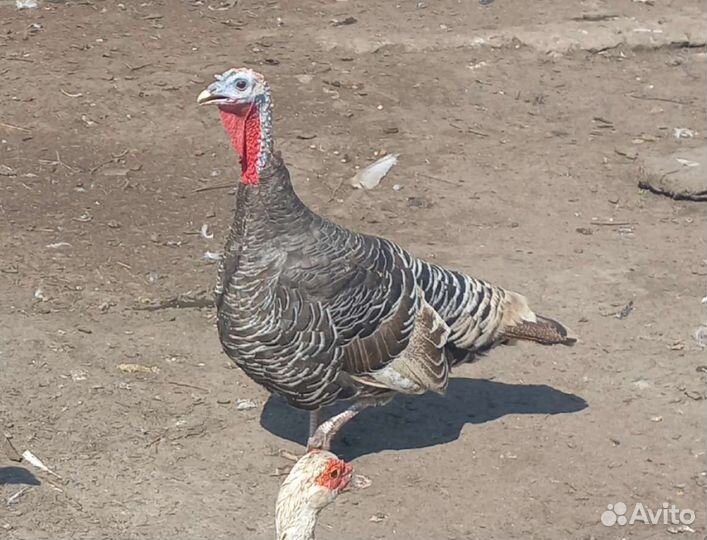 Индюки семья