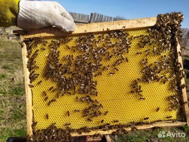 Вощина из натураного пчелиного воска