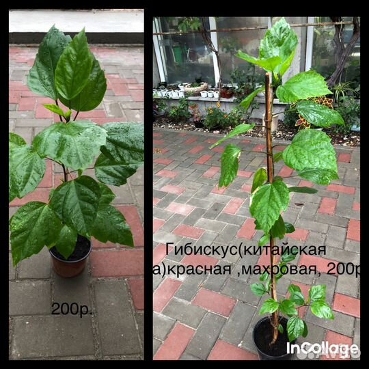 Фуксия,гибискус(китайская роза)