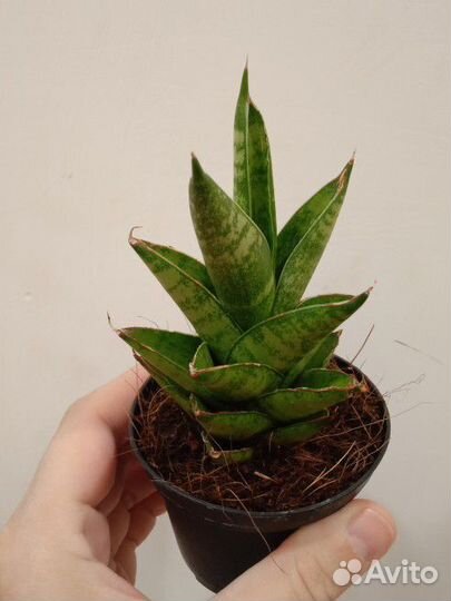 Сансевиерия Мини Таф Леди