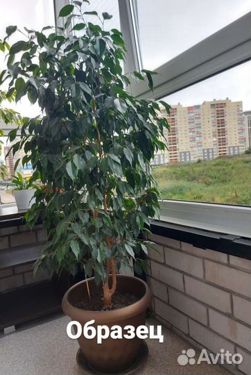 Фикус бенджамина