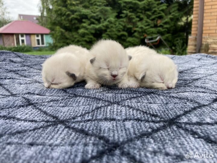 Котята Невской Маскарадной