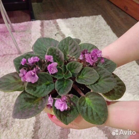 Петуния кустовая
