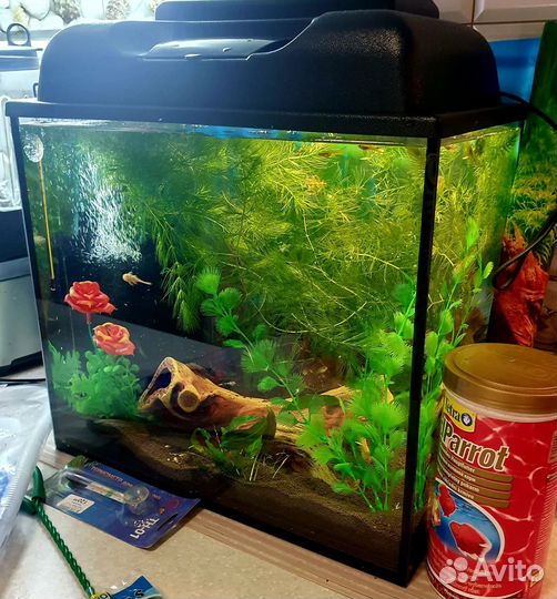 Аквариум с мирными рыбками и креветками