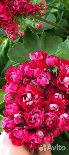 Pink rambler пеларгония